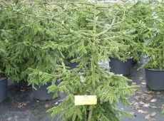 Picea orientalis 'Aurea' -gelbe Kaukasusfichte-