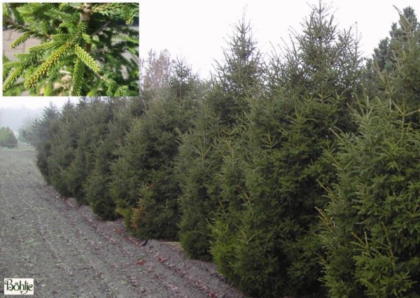 Picea orientalis 'Gracilis'