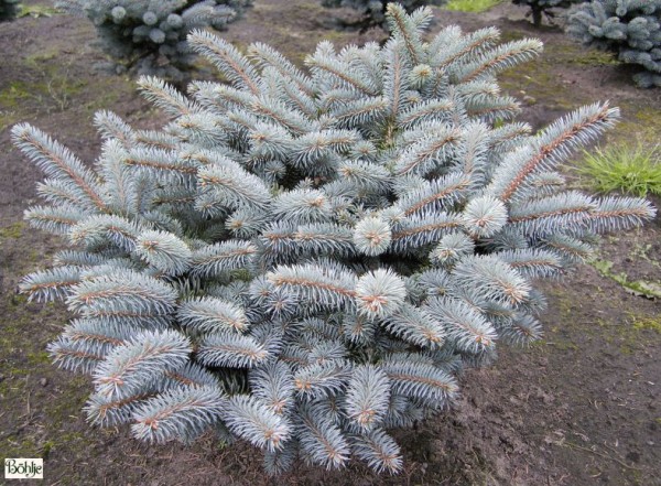 Picea pungens 'Glauca Globosa' -blaue Stechfichte-