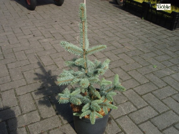 Picea pungens 'Hoopsii'