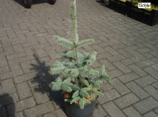 Picea pungens 'Hoopsii'