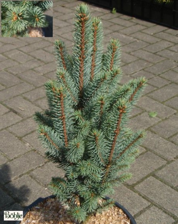 Picea pungens 'Iseli Fastigiate'