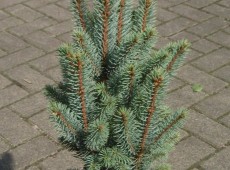 Picea pungens 'Iseli Fastigiate'