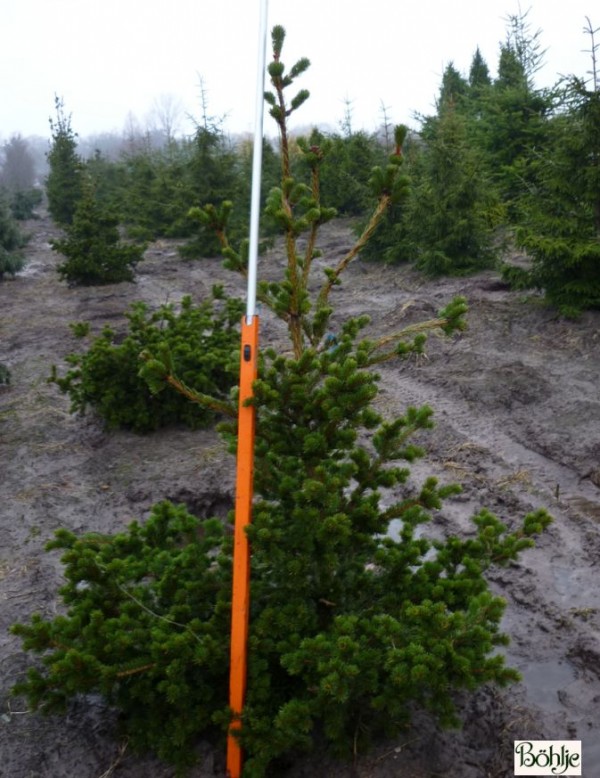 Picea pungens 'Lucky Strike' -veredelte Stechfichte-