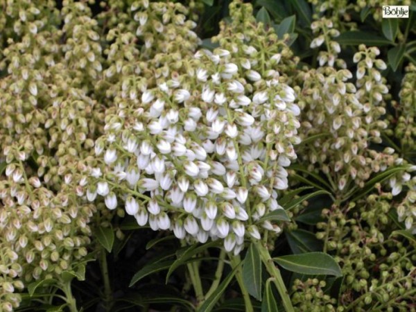 Pieris japonica 'Debutante' - Lavendelheide / Schattenglöckchen - 