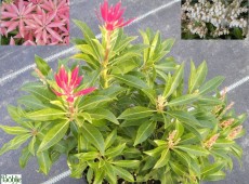 Pieris japonica 'Forest Flame' - Lavendelheide / Schattenglöckchen -