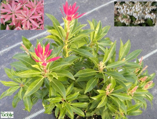 Pieris japonica 'Forest Flame' - Lavendelheide / Schattenglöckchen -