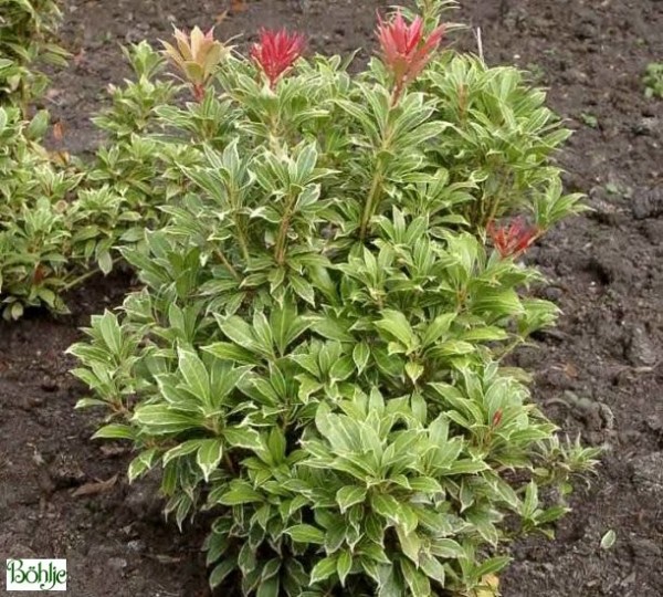 Pieris japonica 'Little Heath' - Lavendelheide / Schattenglöckchen -