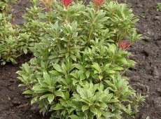 Pieris japonica 'Little Heath' - Lavendelheide / Schattenglöckchen -