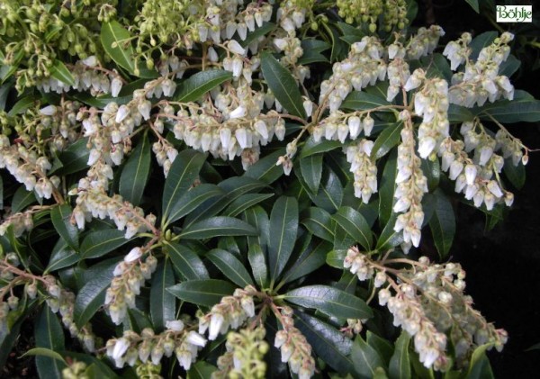 Pieris japonica 'Purity' - Lavendelheide / Schattenglöckchen - 