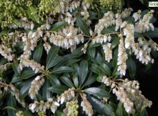 Pieris japonica 'Purity' - Lavendelheide / Schattenglöckchen - 