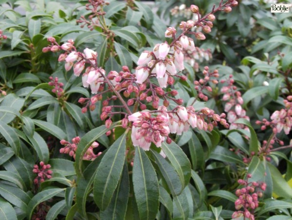 Pieris japonica 'Valley Rose' - Lavendelheide / Schattenglöckchen -