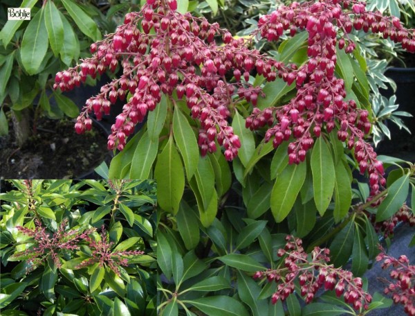 Pieris japonica 'Valley Valentine' - Lavendelheide / Schattenglöckchen -