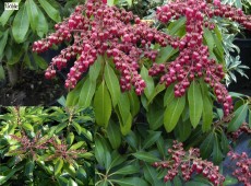 Pieris japonica 'Valley Valentine' - Lavendelheide / Schattenglöckchen -