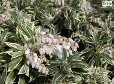 Pieris japonica 'Variegata' - Lavendelheide / Schattenglöckchen -