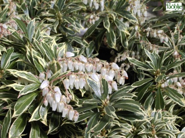 Pieris japonica 'Variegata' - Lavendelheide / Schattenglöckchen -