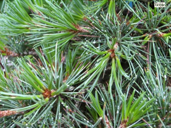 Pinus aristata 'Blue Cover' -Grannen Kiefer-