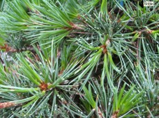 Pinus aristata 'Blue Cover' -Grannen Kiefer-