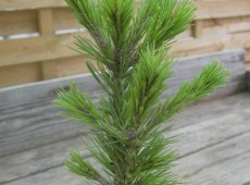 Pinus aristata 'Sherwood Compact' -Grannenkiefer-