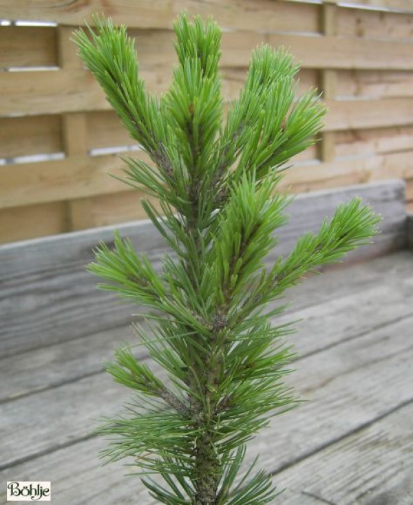 Pinus aristata 'Sherwood Compact' -Grannenkiefer-