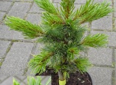 Pinus aristata -Fuchsschwanzkiefer-