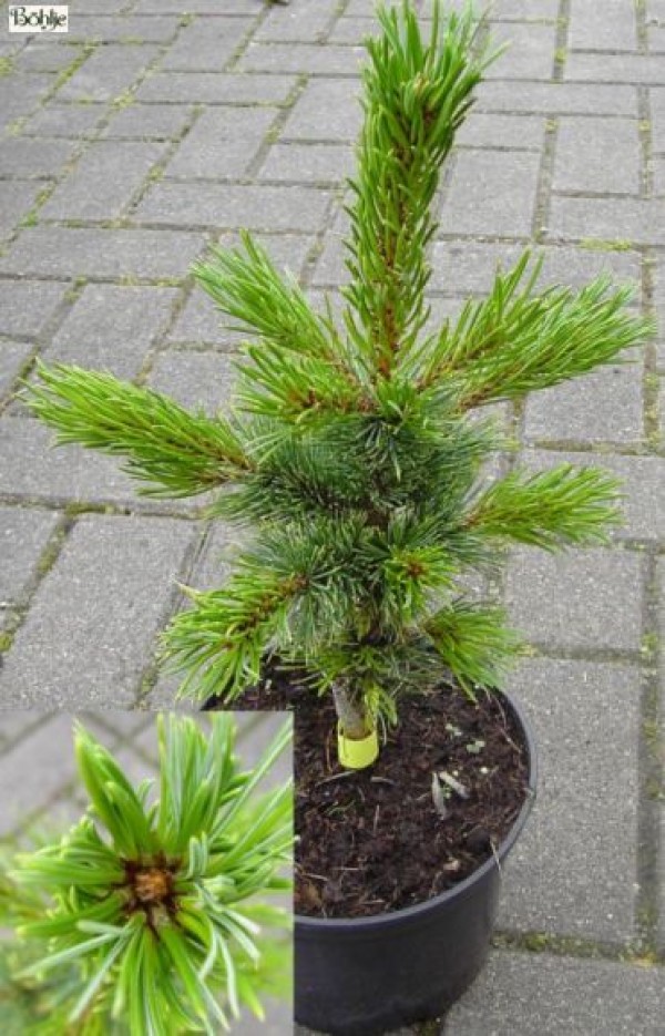 Pinus aristata -Fuchsschwanzkiefer-