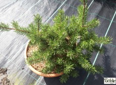 Pinus banksiana 'Tucker's Dwarf' -Bankskiefer-