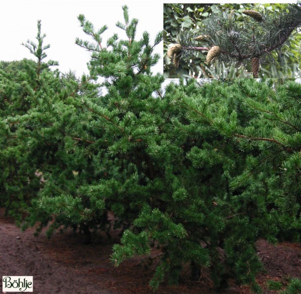 Pinus banksiana -Bankskiefer-