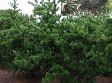 Pinus banksiana -Bankskiefer-