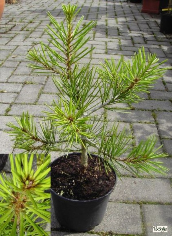 Pinus bungeana -Silberkiefer / Tempelkiefer-