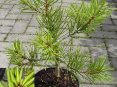 Pinus bungeana -Silberkiefer / Tempelkiefer-