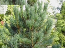 Pinus cembra 'Glauca' -blaue Zirbelkiefer-
