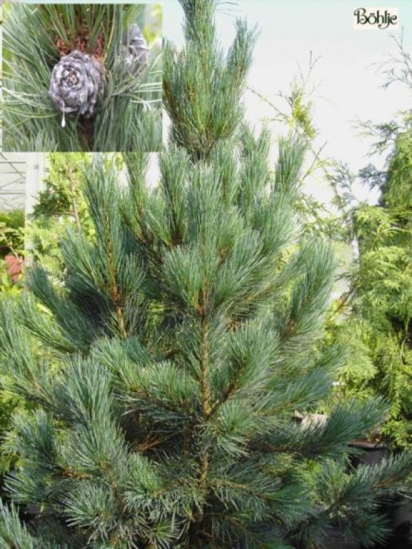 Pinus cembra 'Glauca' -blaue Zirbelkiefer-