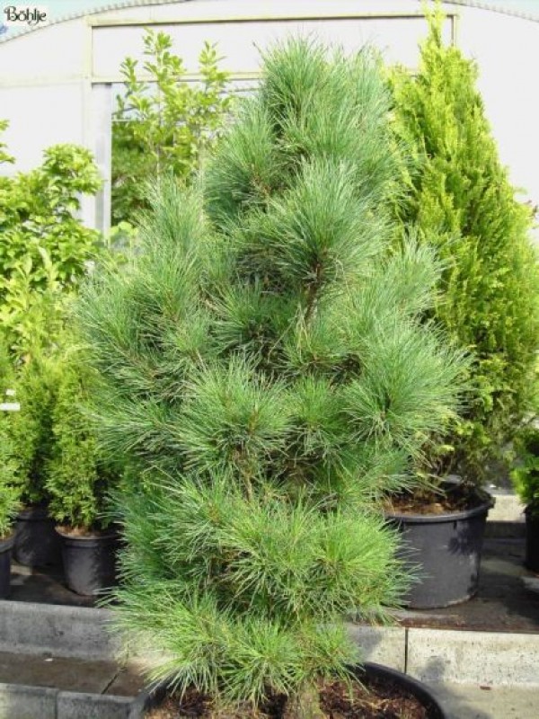 Pinus cembra -Zirbelkiefer-