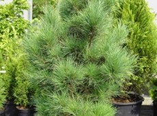 Pinus cembra -Zirbelkiefer-