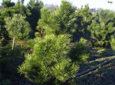 Pinus contorta 'Compacta' -Drehkiefer-