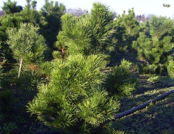 Pinus contorta 'Compacta' -Drehkiefer-