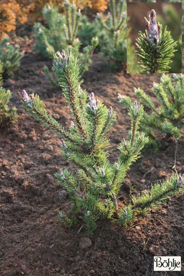 Pinus contorta 'Spaan's Dwarf' -zierliche Drehkiefer-
