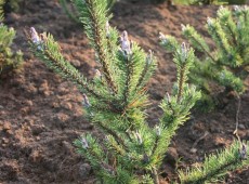Pinus contorta 'Spaan's Dwarf' -zierliche Drehkiefer-