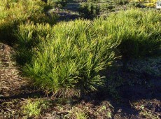 Pinus densiflora 'Alice Verkade' ('Tanjosha Compacta') -japanische Rotkiefer-