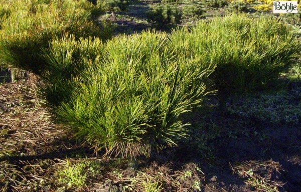 Pinus densiflora 'Alice Verkade' ('Tanjosha Compacta') -japanische Rotkiefer-