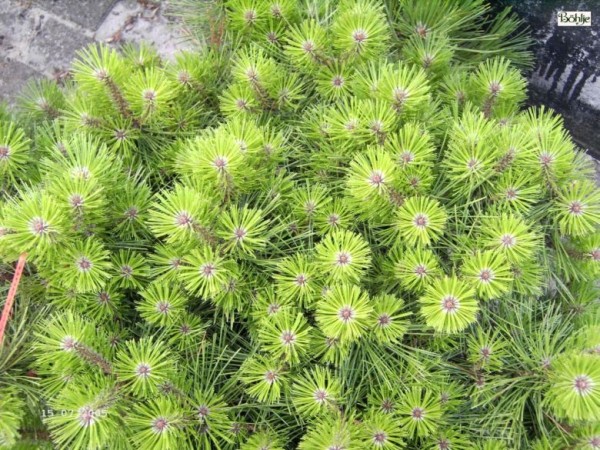 Pinus densiflora 'Jane Kluis' -japanische Strauchkiefer-