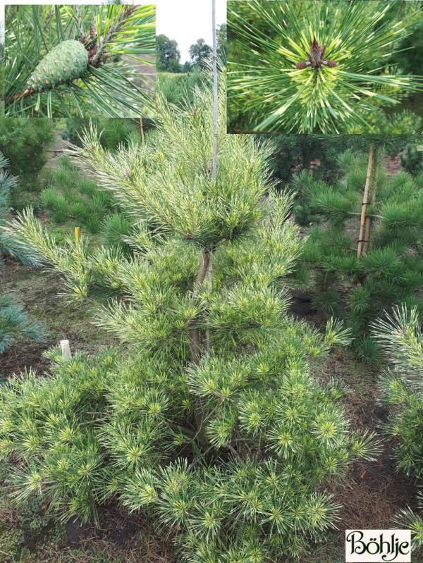 Pinus densiflora 'Oculus-draconis' -japanische Strauchkiefer-