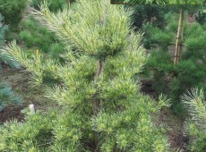 Pinus densiflora 'Oculus-draconis' -japanische Strauchkiefer-