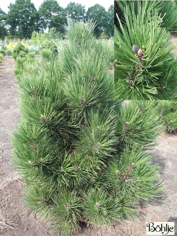 Pinus heldreichii 'Malinki' -bosnische Zwergkiefer-