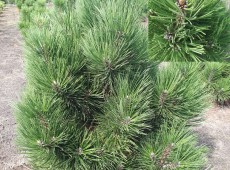 Pinus heldreichii 'Malinki' -bosnische Zwergkiefer-