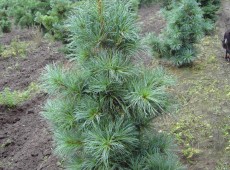 Pinus koraiensis 'Glauca' -blaue Koreakiefer-