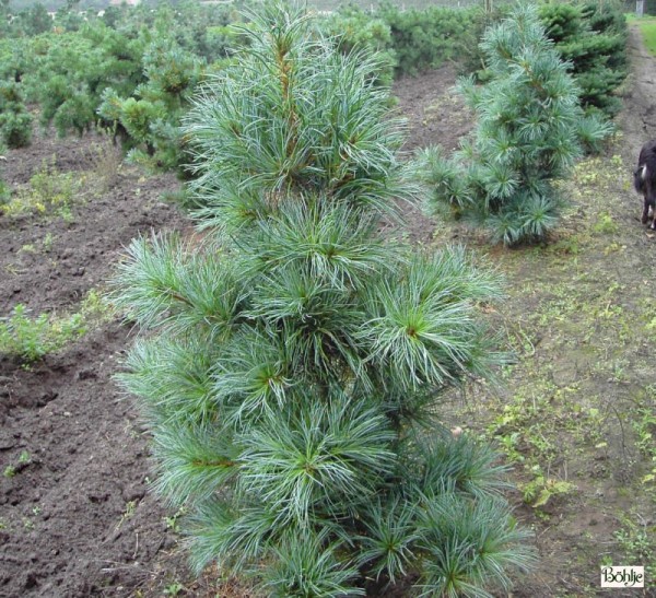 Pinus koraiensis 'Glauca' -blaue Koreakiefer-