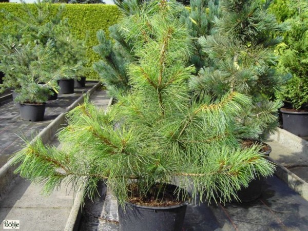 Pinus koraiensis -Koreakiefer-