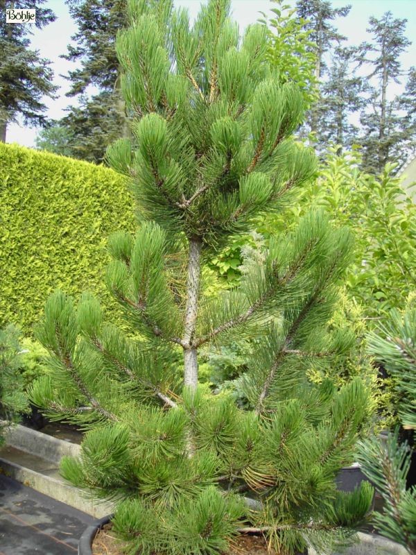 Pinus heldreichii 'Satellit' -Selektion aus der Schlangenhautkiefer-
